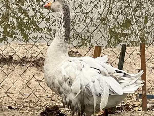 अमेरिकन बफ