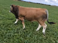 Bull, Partenaise cattle — photo 3