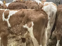Rinder (Partie, Geschlecht nicht angegeben), Simmental cattle — Foto 8