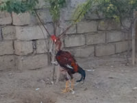 Chickens — photo 1