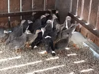 Guinea fowl — photo 2