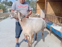 भेड़, Arashan sheep — फ़ोटो 2