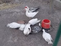 Ducks — الصورة 1