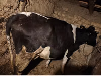 Kuh, Russian Black pied cattle — Foto 5