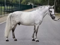 Caballo, Falabella — foto 3
