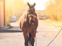 Mare, Thoroughbred horse — photo 2