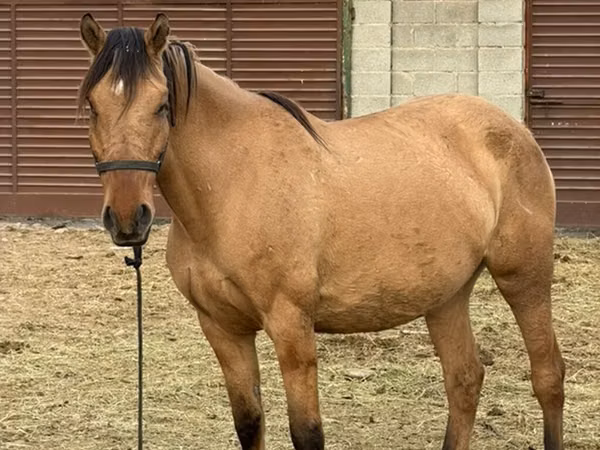 Mare, Kyrgyz Horse