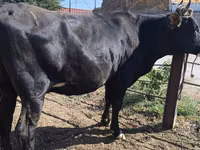 Vaca, Raza Holstein — foto 4