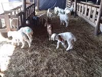 Kondoo jike, Awassi sheep — picha 3