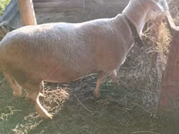 Carnero, Lacaune sheep — foto 5