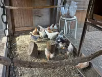 Bantam holandés — foto 1
