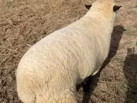 Dume la kondoo, Hampshire sheep — picha 2