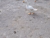 Ducks — 照片 2