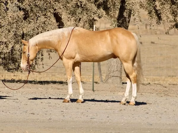 حصان, Quarter Horse