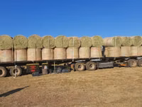 Eragrostis bales - Round / Big (For Sale) — picha 1