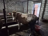 Bull, Red-spotted breed — photo 2