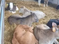Bovinos (lote, sexo no especificado), Ganado vacuno — foto 1