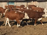 Ng'ombe dume, Ng'ombe wa Galloway — picha 6