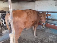 Kuh, Red Estonian cattle — Foto 4