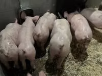 Pigs (batch, sex not specified) — photo 5
