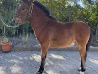 Farasi dume, Welsh Cob — picha 1