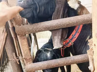 Billy Goat, Kamori goats — photo 2