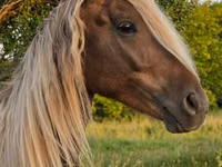 حصان, Friesian — الصورة 4