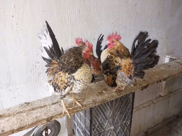 सेरामा