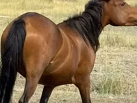 Mare, Tatar horse — photo 1
