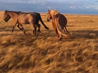 Caballo, Altai horse — foto 3