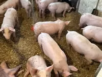 Boar — photo 3