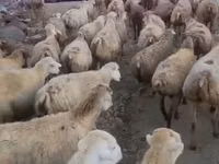 Oveja, Daglıс sheep — foto 2