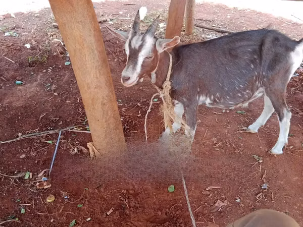 Mbuzi (kikundi, jinsia haijatajwa), Mbuzi