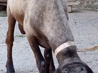 Dume la kondoo, Ordabasy sheep — picha 3