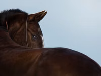 Farasi jike, Akhal-Teke — picha 1