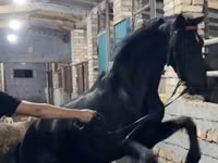 Caballo, Russian warmblood — foto 2