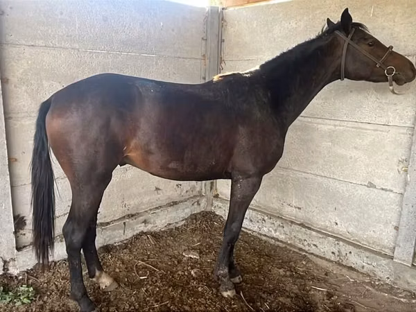 فرس, Friesian sport horse