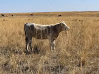 Ng'ombe jike, Auliakol breed — picha 7