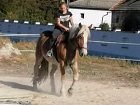 Hengst, Gypsy horse — Foto 1