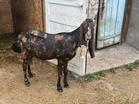 बकरी, Kamori goats — फ़ोटो 6