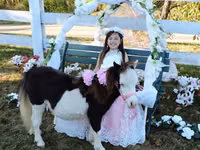 فرس, Miniature horse — الصورة 8