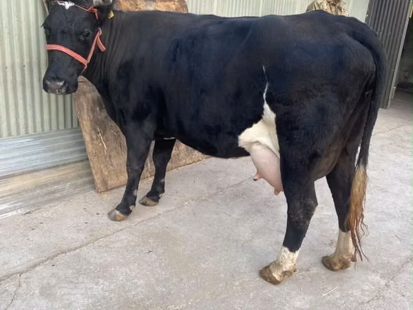 Ng'ombe jike, Banda la Holstein