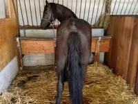 Mare, Friesian — photo 2