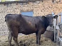 Ng'ombe jike, Swiss cattle — picha 2