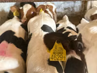 Rinder (Partie, Geschlecht nicht angegeben), Simmental cattle — Foto 2