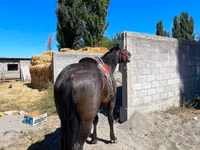 Farasi dume, Karabair horse — picha 3