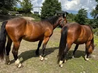 فرس, Međimurje horse — الصورة 4