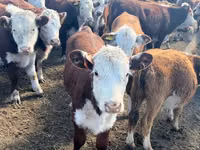 Ng'ombe jike, Russian Black pied cattle — picha 8
