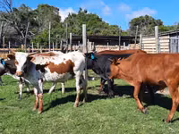 Kuh, Nguni cattle — Foto 1