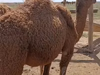Camels (batch, sex not specified), Kazakh Bactrian camel — photo 1